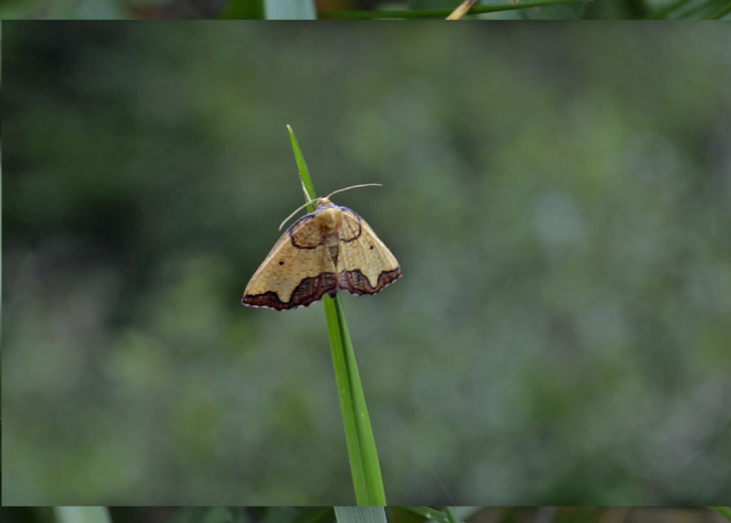 Falene  id. - Epione vespertaria